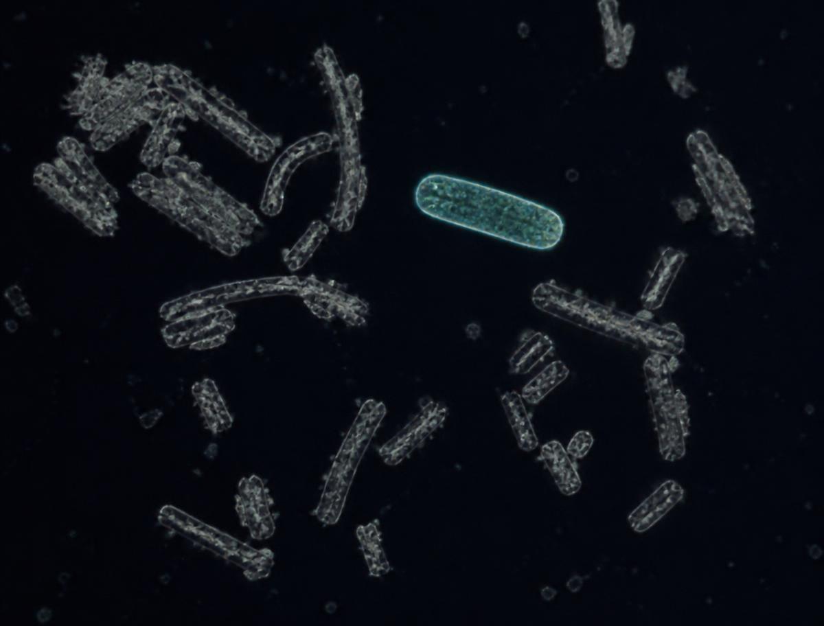 Micro-organismes inactivés, aucune division cellulaire